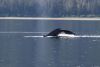 OK...several whale tail money shots!!