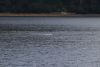 Another whale in Patterson Bay....but wait, it is asleep......we watched for ~10 minutes