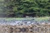 Sitka deer