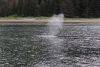 We have a whale in the anchorage.....~200 yards from Mystic!!!