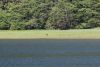 A bear laying down and Vancouver geese