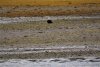 A big eagle on the mudflat