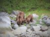 We have Brown bears in Ell Cove.....a mom and cub!!