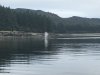 While salmon fishing in Peril Strait we had whales....so close!!!