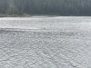 Deer crossing in Deep Bay off Peril Strait