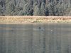 Several big Harbor seals hunting!!