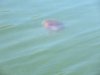 Lots of jellyfish as well!!!