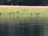 And Canadian Geese......very loud:)))