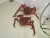 2 undersized King crabs...drats, go get bigger gals!!