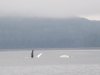 A mom and a juvenile fin slapping and breaching
