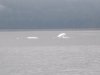 We think they were attempting to stun the herring bait fish....both by slapping and breaching