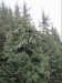 Beautiful Spruce temperate rainforest