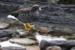 Falklands: Carcass and Saunders Islands