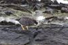 Kelp Goose