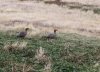 Upland Geese