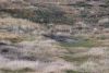 Magellanic penguin