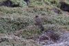 Wren