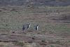 Gentoo penguins