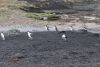 Haven't seen sheep and penguins together...whoa!!!