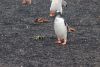 Gentoo penguins