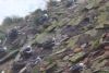 Black-browed albatross nesting