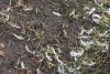 That's a lot of feather!!