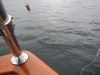 Almost to the surface and it dives again!!!