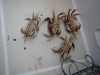 Four big Dungeness crab for dinner!!