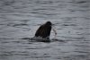 Captured this seal eating a fish!!