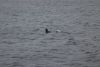 Sea otter