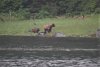 We got bears......a mom and 2 cubs in Kelp Bay