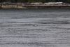 Eagle using its wings to swim as it has a big fish in its talons which is out of sight