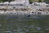 More whales in Thatcher Pass between Chatham and Peril Straits