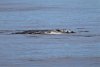 Whale on its side