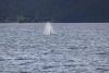 A pod of Orca on our last morning coming into Sitka