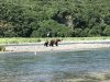 Mama and 2 cubs just spotted the big male!!