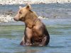 We just loved to watch these huge animals stand and look for salmon