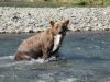 Got one.....they could easily eat 4-6 salmon over an hour or so!!