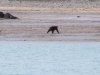 We had 17 Brown bear sightings over the 5 days we were there albeit from a distance