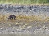 Large Brown bear
