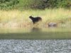 Black bear!!