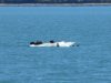OK, otters.....many pups playing!!