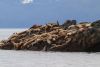 A large herd of sea lions, >100!!