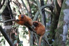Golden Lion Tamarin in Brazil