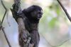 Black Tufted Marmoset
