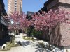 A few cherry blossoms left....we missed by about 1-2 weeks!!