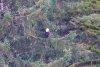 One of many eagles