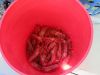 Now that's a bucket of parawns