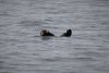 Lots of otters