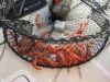A lot of Spotted Prawns caught in Red Bluff